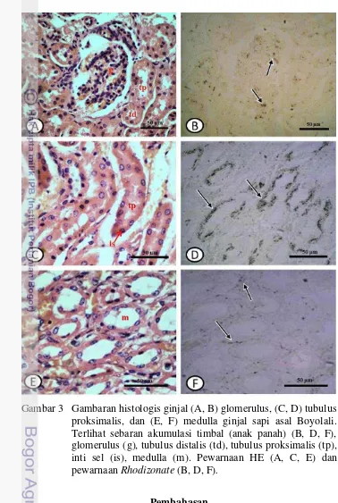 Gambar 3 Gambaran histologis ginjal (A, B) glomerulus, (C, D) tubulus 
