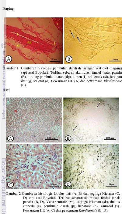 Gambar 1 Gambaran histologis pembuluh darah di jaringan ikat otot (daging) 
