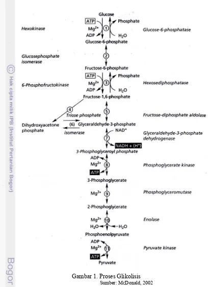 Gambar 1. Proses Glikolisis 