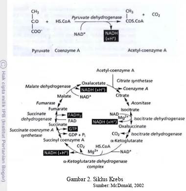 Gambar 2. Siklus Krebs 