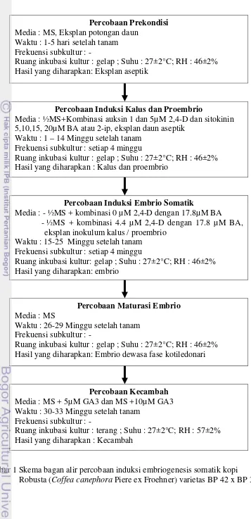 Gambar 1 Skema bagan alir percobaan induksi embriogenesis somatik kopi  