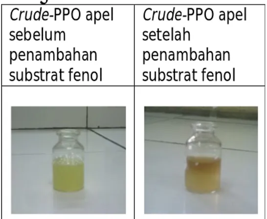 Gambar 1. Wujud Crude-PPO apel dan  reaksi  pencoklatan  sebagai  kuinon  setelah  penambahan  substrat  fenol  pada crude-PPO apel