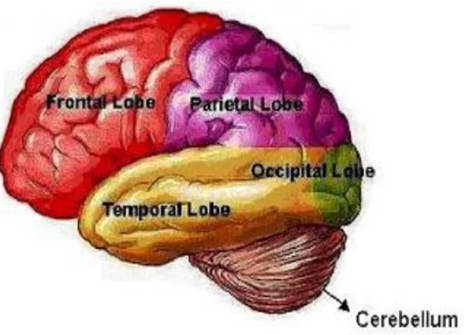 Gambar 2.2 Otak kecil (cerebellum) 