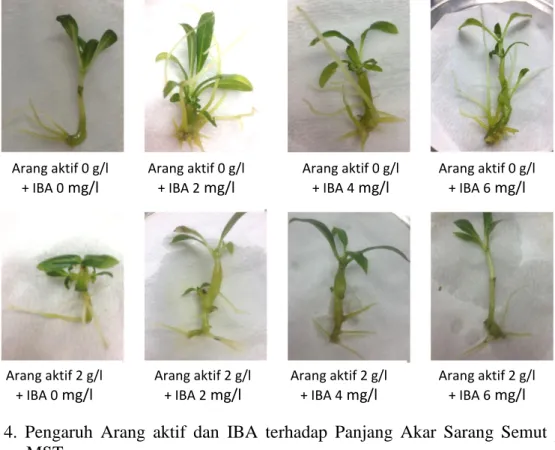 Gambar  4.  Pengaruh  Arang  aktif  dan  IBA  terhadap  Panjang  Akar  Sarang  Semut  pada  12  MST 