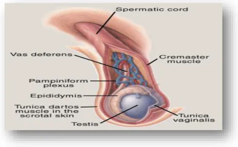 Gambar 1. Anatomi Testis. 11