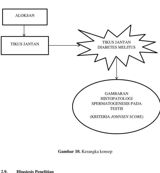 Gambar 10. Kerangka konsep 