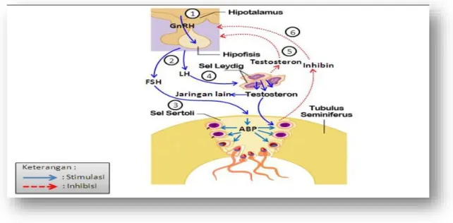 Gambar 5. Hormon – hormon Spermatogenesis. 14
