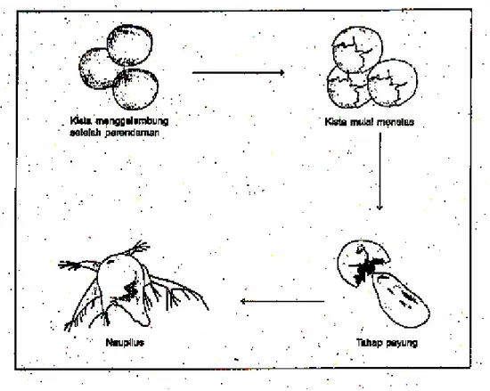 Gambar 1. Tahap Penetasan Artemia salina  (Isnansetyo dan Kurniastuty, 1995) 