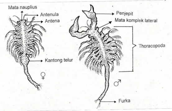 Gambar 3. Morfologi  Artemia Dewasa (Isnansetyo dan Kurniastuty, 1995)