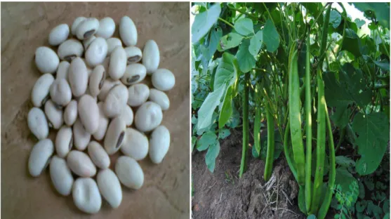 Gambar 1. Biji dan Tanaman Kacang Koro 