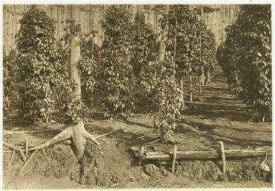 Gambar 1    Tanaman lada di Hindia Belanda (Sumber: http://media-kitlv.nl/all-media/indeling/detail?f_trefwoord[0]=pepper diakses pada 26 Juni 2014)
