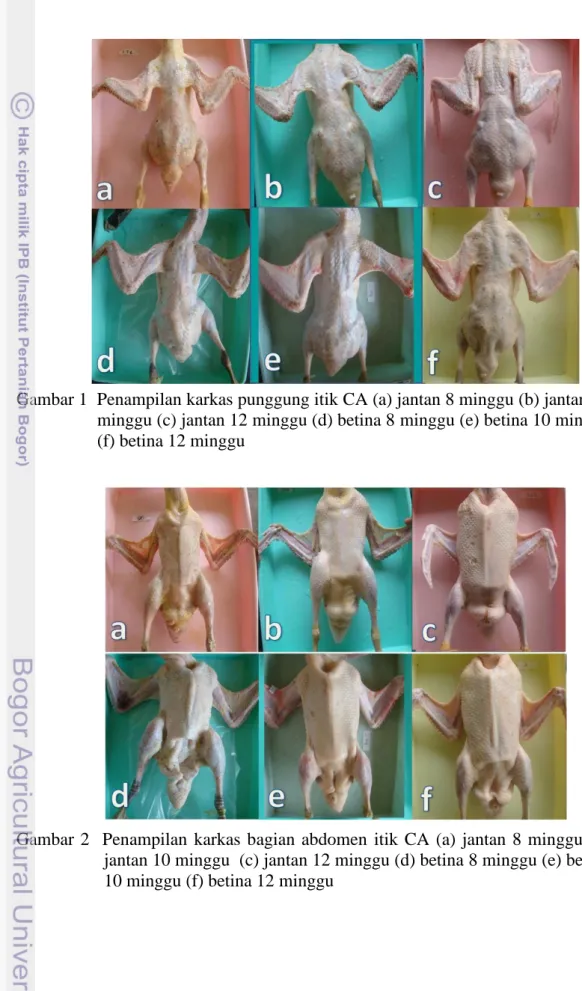 Gambar 1  Penampilan karkas punggung itik CA (a) jantan 8 minggu (b) jantan 10  minggu (c) jantan 12 minggu (d) betina 8 minggu (e) betina 10 minggu  (f) betina 12 minggu     