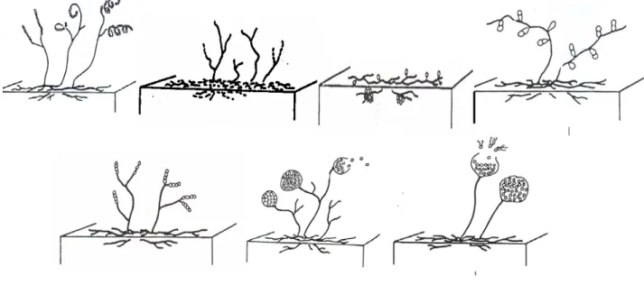Gambar 1. Penampakan mikroskopik spora dan rantai spora dari beberapa genus aktinomisetes