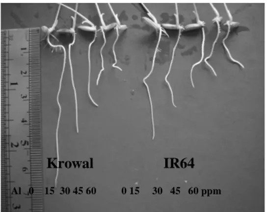 Gambar 1. Morfologi akar padi  varietas IR64 dan Krowal setelah  mendapat cekaman Al  0, 15,  30, 45, dan 60 ppm selama 24 jam