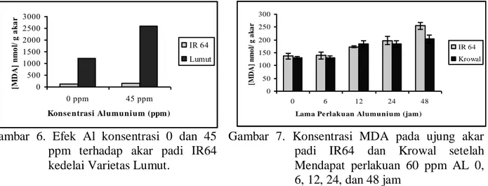 Gambar  6.  Efek  Al  konsentrasi  0  dan  45  ppm  terhadap  akar  padi  IR64  kedelai Varietas Lumut