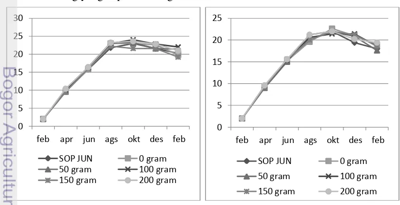 Grafik pertumbuhan jumlah daun tanaman JUN di Desa Bantarjaya dan 