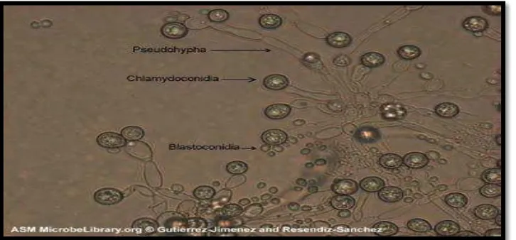 Gambar 1. Bentuk mikroskopis Candida albicans 