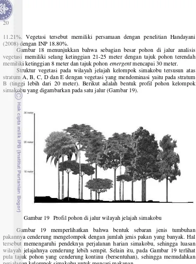 Gambar 19 Profil pohon di jalur wilayah jelajah simakobu 