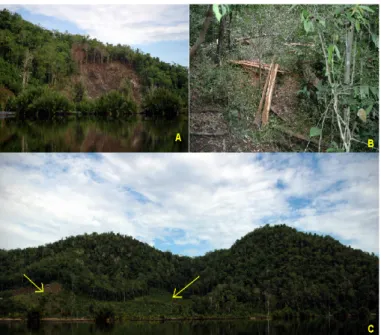 Gambar 5.  Beberapa aktivitas alihfungsi hutan yang sedang berlangsung di area hutan Bukit Sologi-Semenanjung Santigi, Sulawesi Tengah