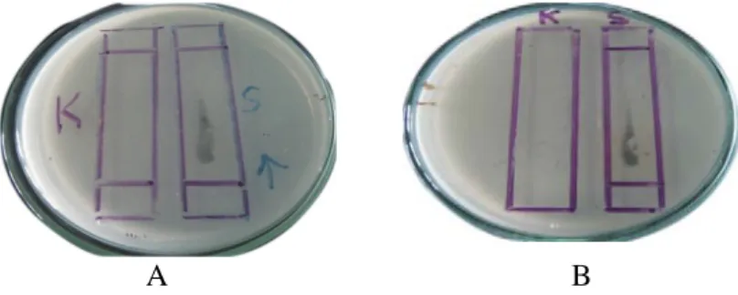 Gambar 1. Hasil Uji Bioautografi Fraksi Etil Asetat Ekstrak Aseton Kulit Buah Kakao  (Theobroma cacao L.) terhadap Bacillus subtilis (A) dan Streptococcus mutans (B)