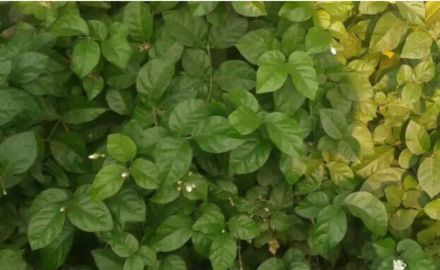 Gambar 1. Daun melati Jasminum sambac