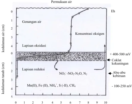 Gambar 6. Pola distribusi oksigen pada tanah sawah dan bentuk-bentuk unsur  utama mineral setelah stabilisasi (Sumber: Patrick dan Mikkelson,  1971)  