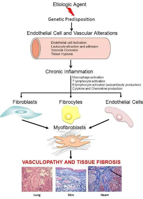 Gambar 1. urutan peristiwa yang terlibat pada fibrosis jaringan dan vaskulopathy fibroproliferatif pada SSc