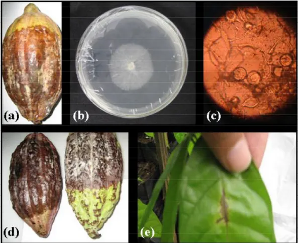 Gambar 1. Gejala infeksi P. palmivora pada buah dan daun kakao. (a) Buah kakao terinfeksi P
