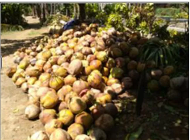 Gambar 1. Hasil Panen Kelapa Desa Posso 