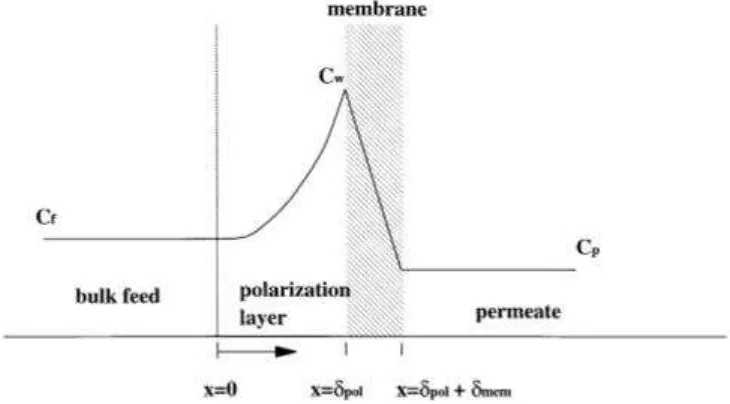 Gambar 2.1. Polarisasi konsentrasi pada membran 