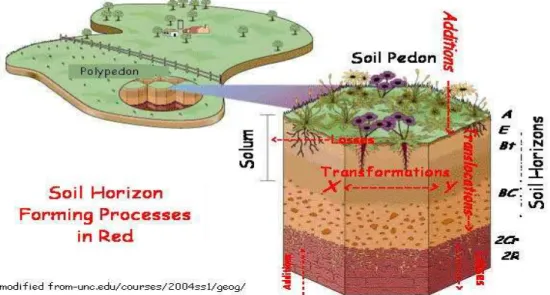 Gambar 1. Hubungan antara profil tanah, solum, pedon dan polipedon. 