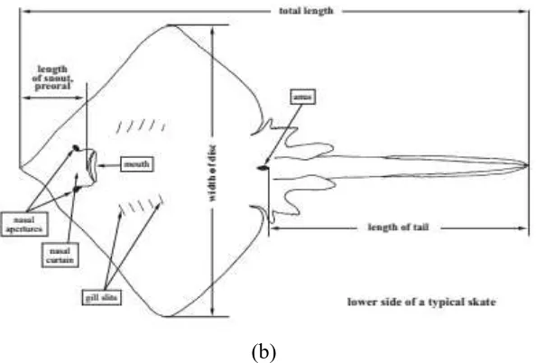 Gambar 1. Teknik morfometri pada Pari (a) Dorsal, (b) Ventral (Serena, 2005)   