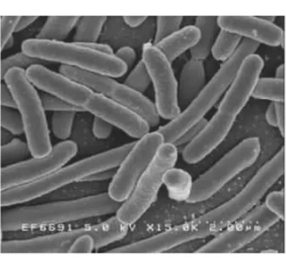 Gambar 2. Eschericia coli 