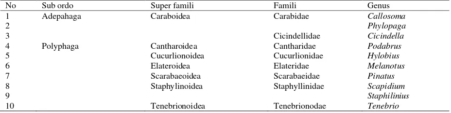 Tabel 1. Klasifikasi Coleoptera Tanah yang Ditemukan pada Areal Pertanian PHT dan NPHT Desa Sumber Mufakat dan Desa Gung Negri