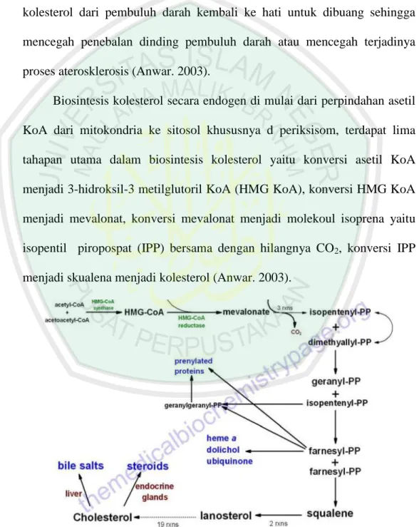 Gambar 4.3. Biosintesis Kolesterol (Poedjiadi. 2006) 