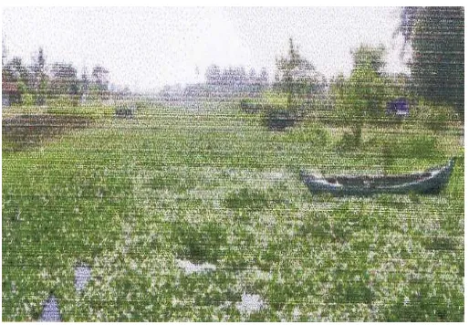 Gambar 1.2 : Tanaman Enceng Gondok Pada Sungai Sengkarang 