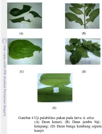 Gambar 4 Uji palabilitas pakan pada larva A. atlas 
