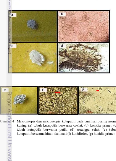 Gambar 4 Makroskopis dan mikroskopis kutuputih pada tanaman puring norma kuning (a) tubuh kutuputih berwarna coklat, (b) konidia primer (c) tubuh kutuputih berwarna putih, (d) serangga sehat, (e) tubuh kutuputih berwarna hitam dan mati (f) konidiofor, (g) konidia primer 