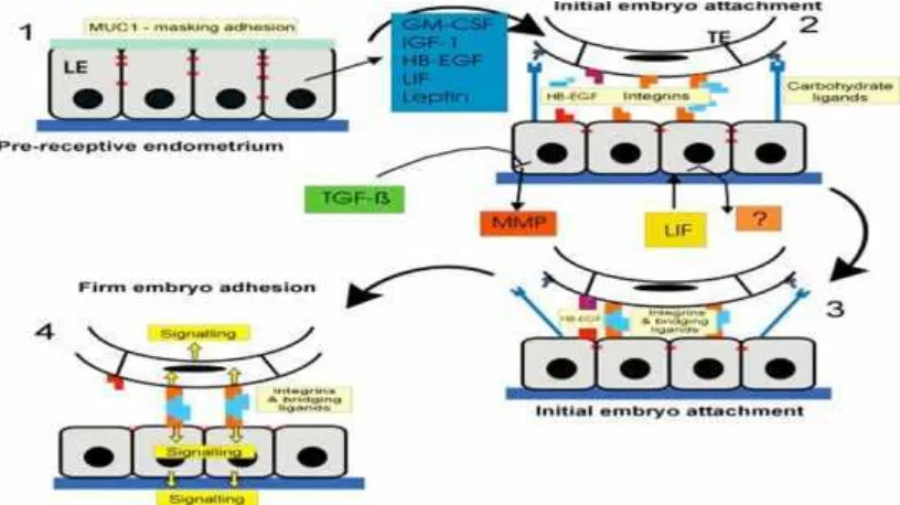 Gambar 7. IGF-1 dan Leptin pada implantasi embrio (Rashid, Lalitkumar, Lalitkumar,