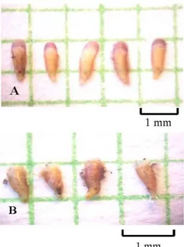 Gambar 4. (A.) Pre-pupa  L. beckii dan (B.) Pupa  