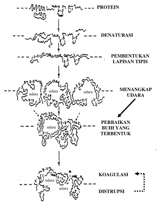 Gambar 2.  Mekanisme Pembentukan Buih             Sumber : Cherry dan McWaters ,1981  