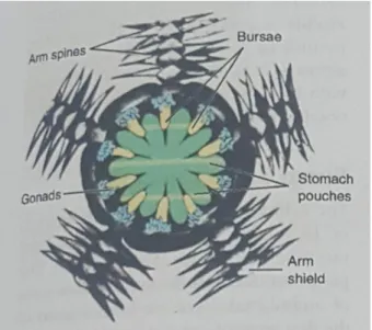 Gambar 2.5 Struktur Anatomi Ophiuroidea  Sumber: (Hickman, 2001, h. 468) 