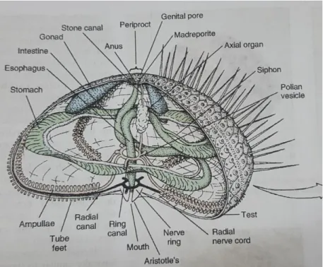 Gambar 2.6 Struktur Anatomi Bulu Babi  Sumber: (Hickman, 2001, h. 471)  3)  Sistem Reproduksi Echnoidea 