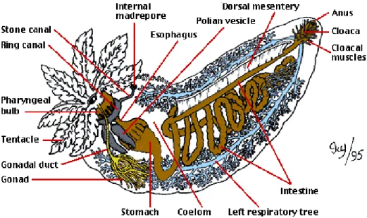 Gambar 2.7. Sturkur Anatomi Holothuroidea 