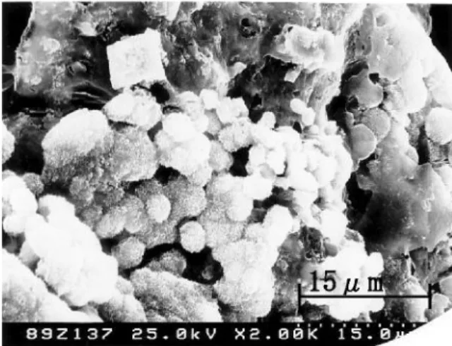 Gambar 1. Foto Scanning Electro Microscopy mikroba autotroph hasil aklimatisasi 