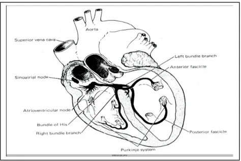 Gambar     .  Skema potongan  jantung yang menunjukkan           sistem penghasil dan penghantar impuls STRUKTUR ARTERI  ELASTIS