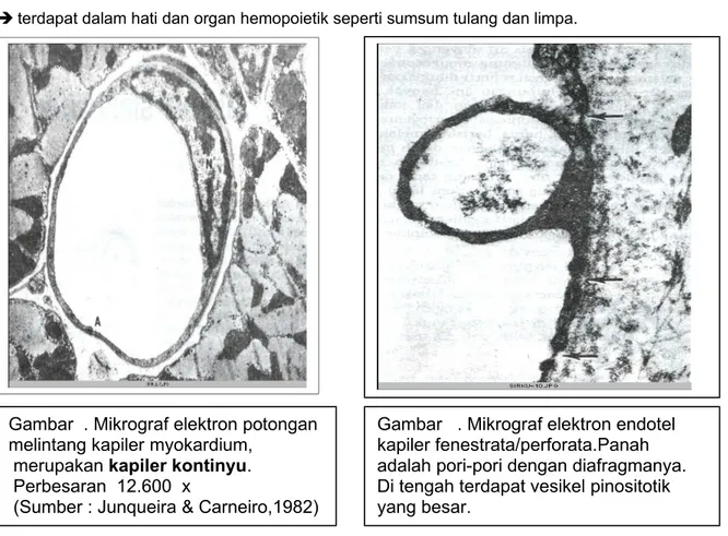 Gambar  . Mikrograf elektron potongan  melintang kapiler myokardium, 