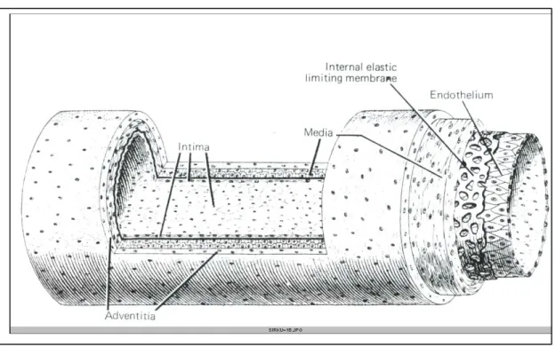 Gambar    . Penampang skematis arteri muskuler dengan lapisan-lapisannya (Sumber : Junqueira dan Carneiro, 1982