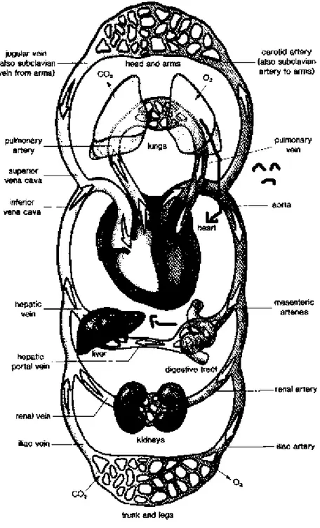 Gambar 2. Sirkulasi darah dalam tubuh manusia
