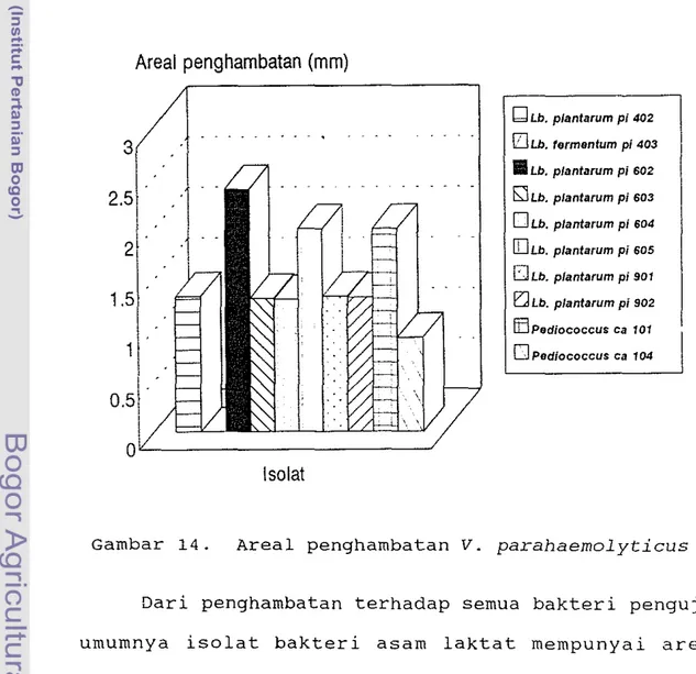 Gambar  14.  Areal  penghambatan  V.  parahaemolyticus 